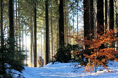 Sno